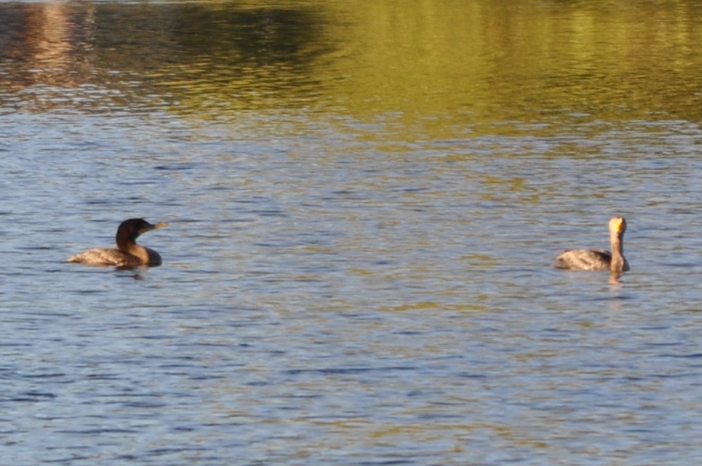 kormorán ušatý - ML643761779