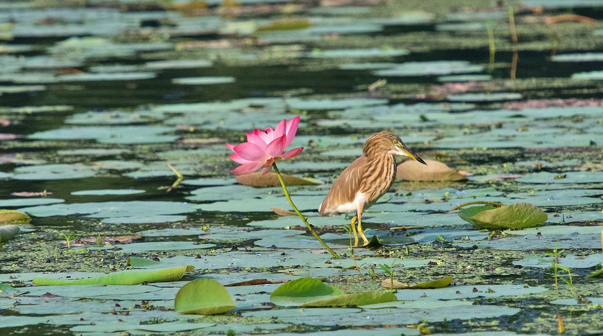 Indian Pond-Heron - ML643761780