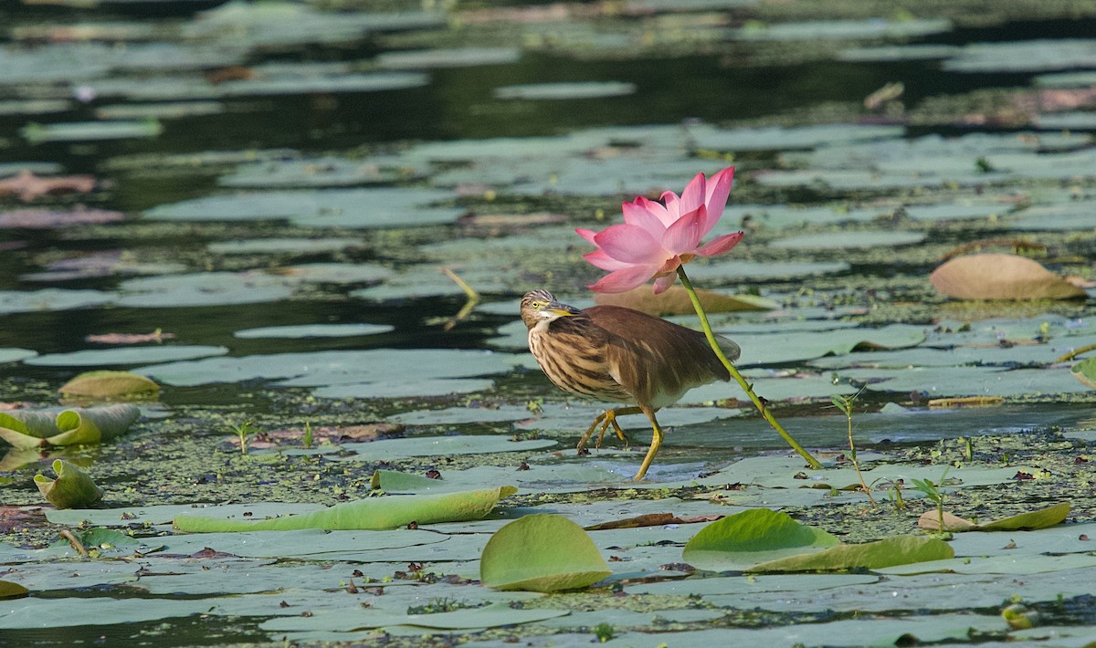 Indian Pond-Heron - ML643761787