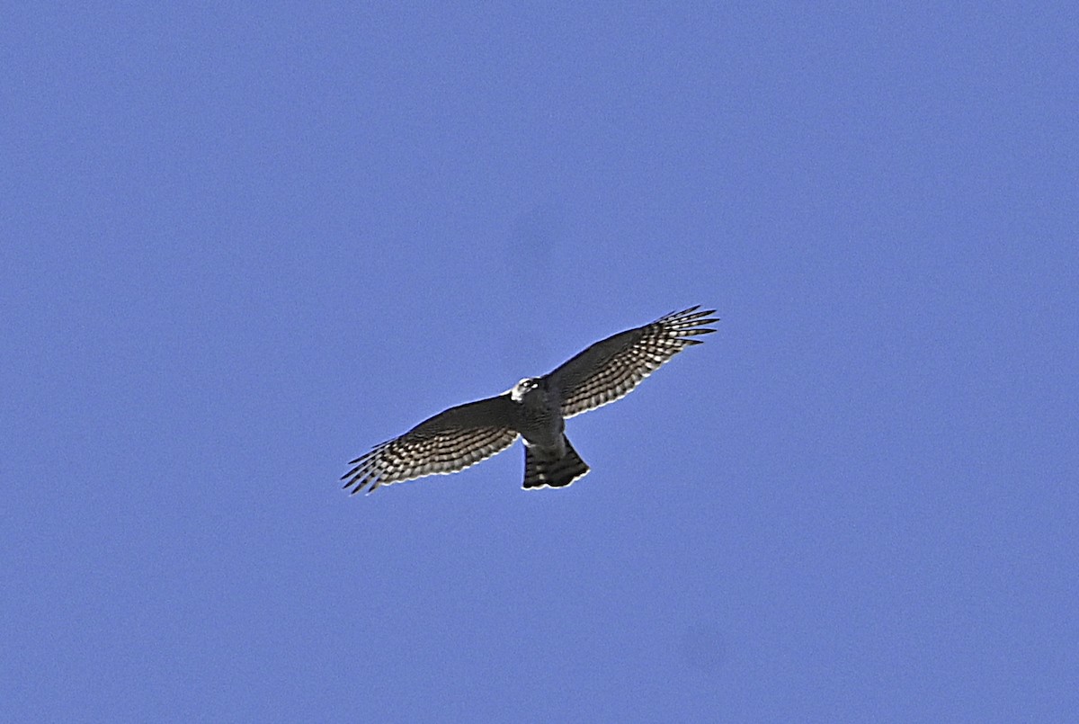 Eurasian Sparrowhawk - ML643761790