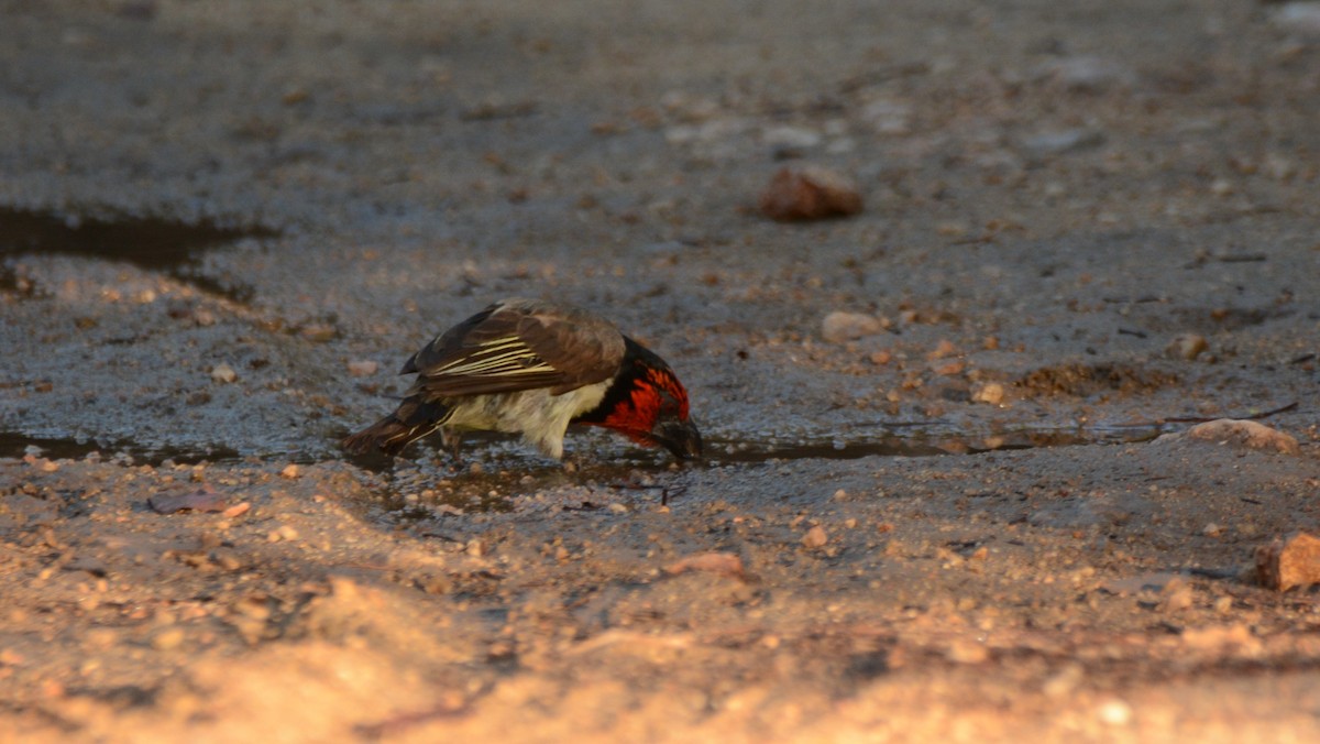 Black-collared Barbet - ML643761792