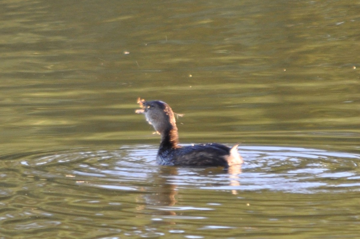 potápka americká - ML643761795