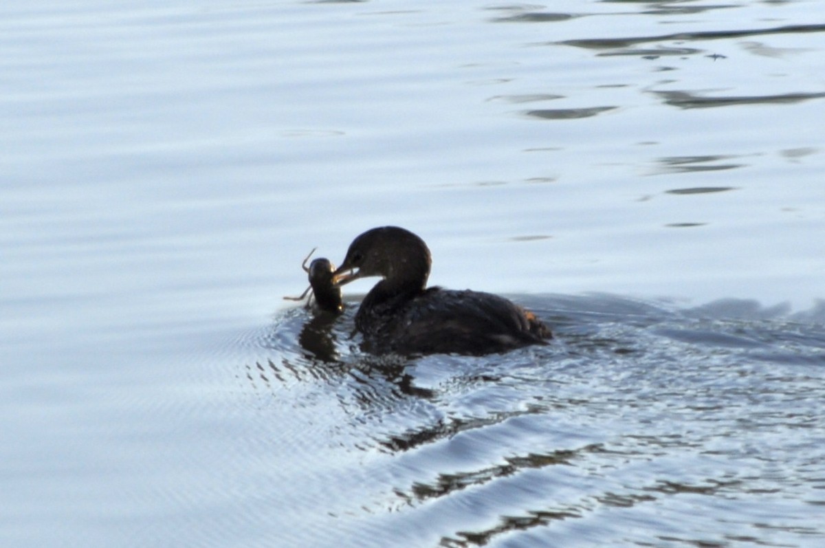 potápka americká - ML643761819