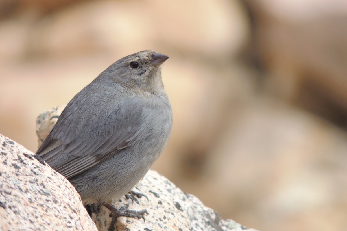 Plumbeous Sierra Finch - ML643761823