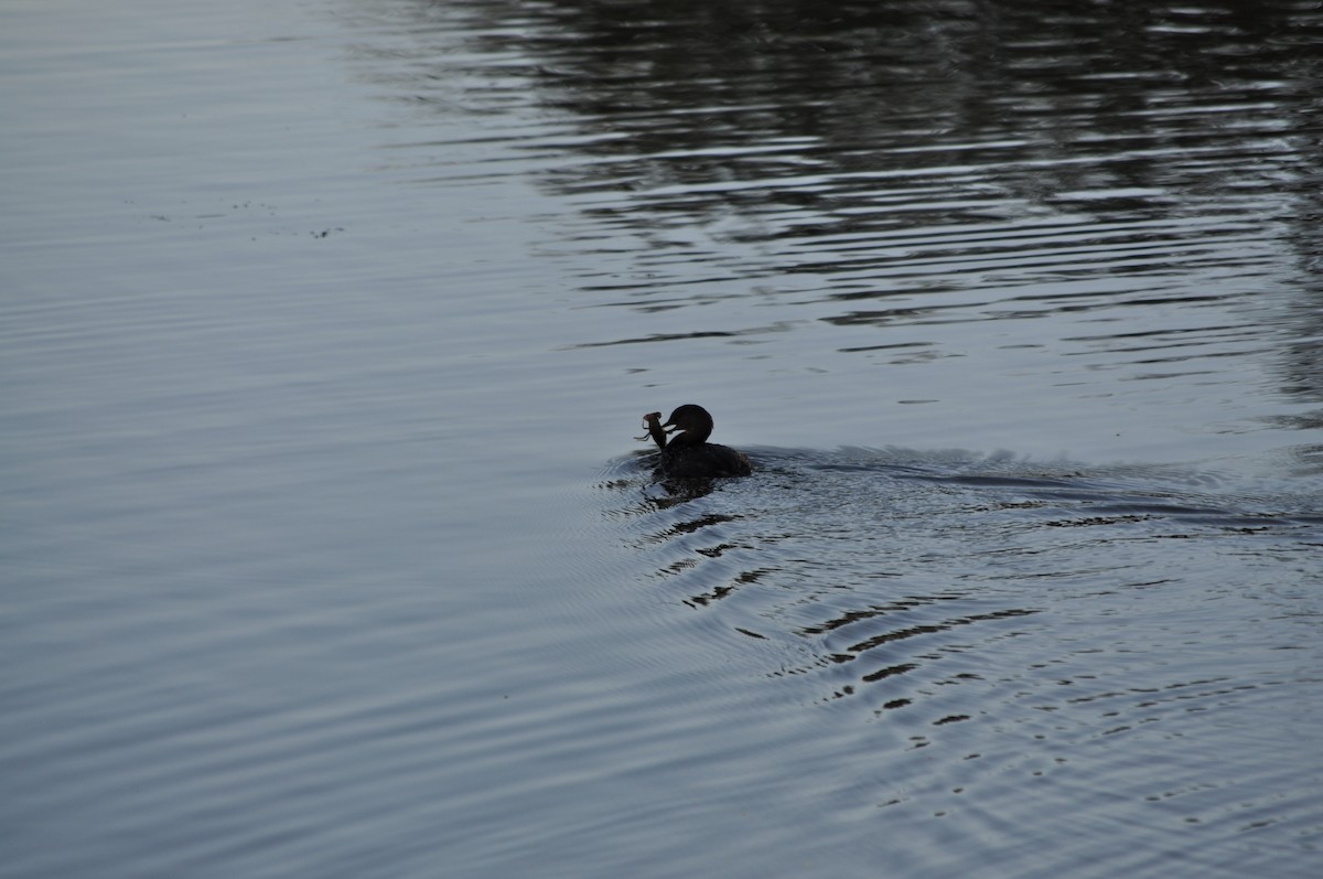 potápka americká - ML643761827