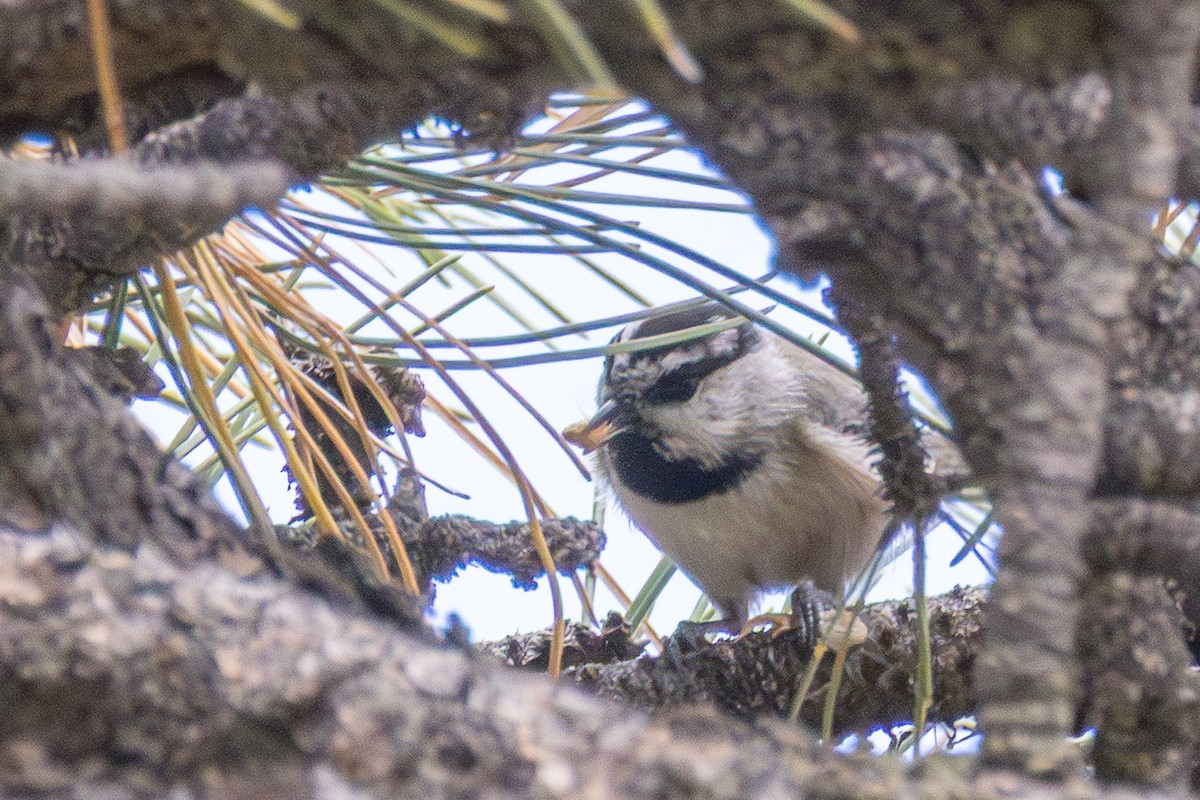 Mountain Chickadee - ML643761841