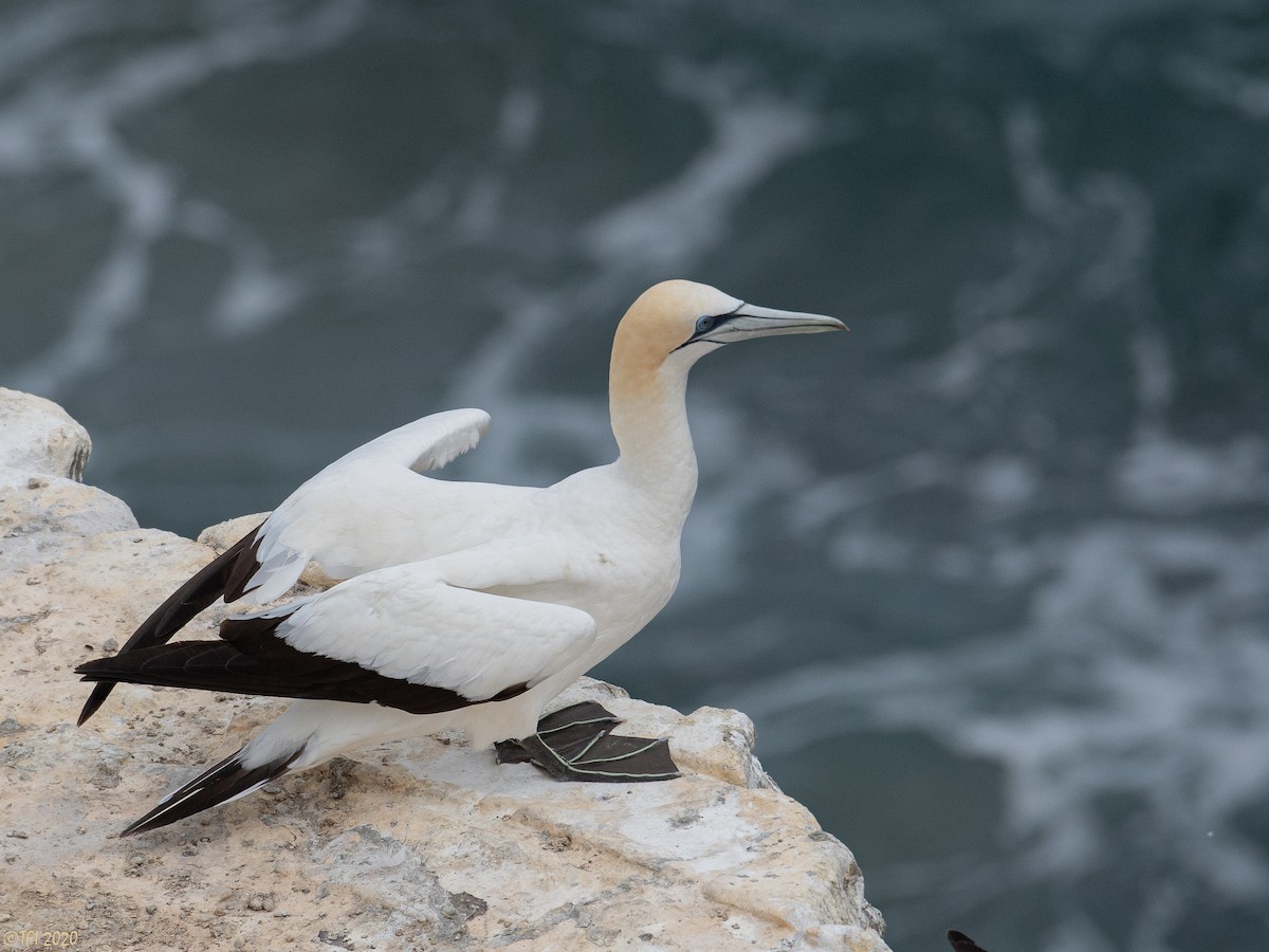 Alcatraz Australiano - ML643761849