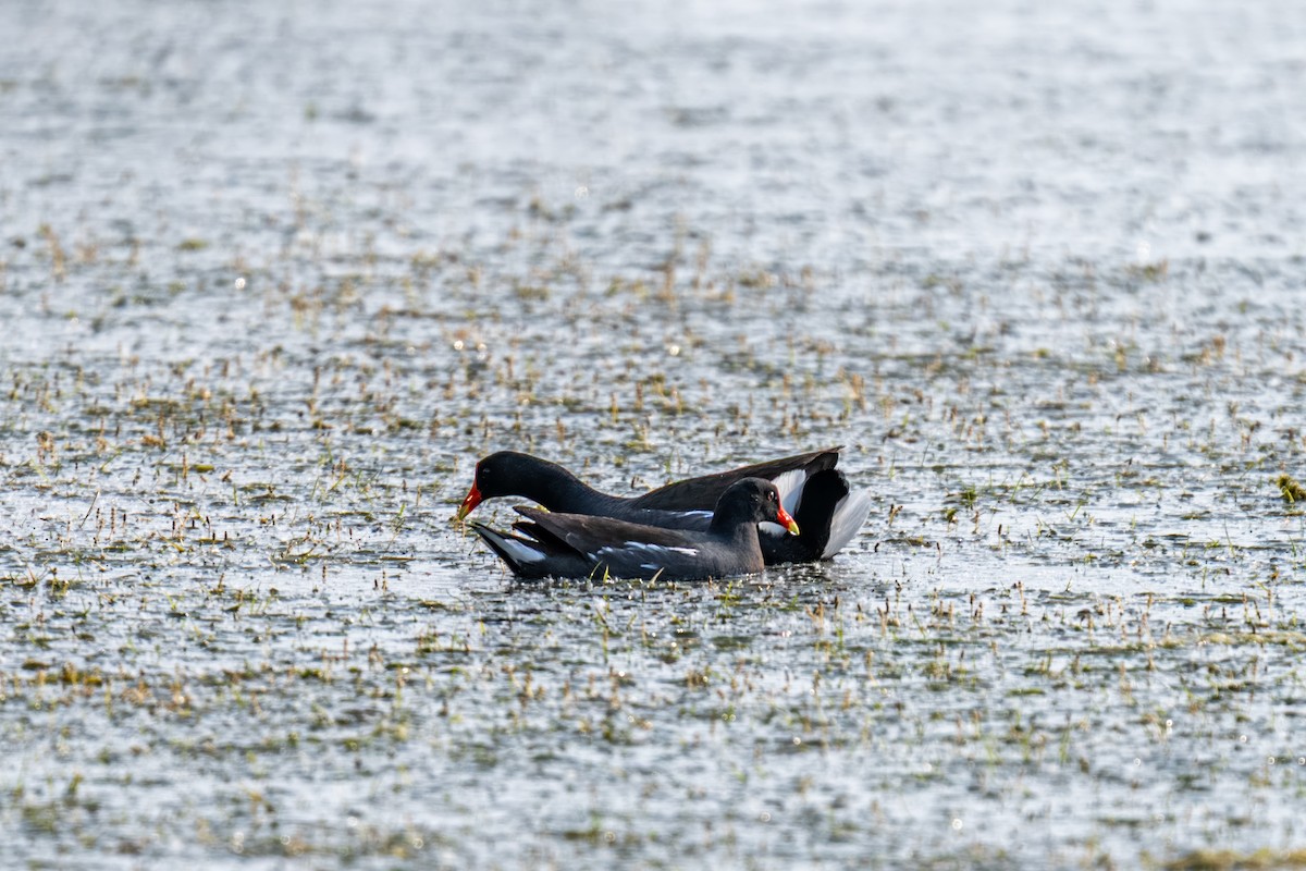 Common Gallinule - ML643761854