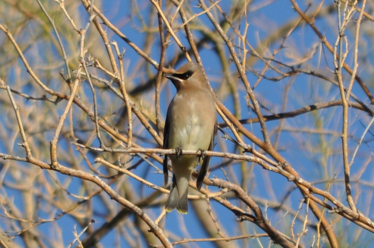 brkoslav americký - ML643761864