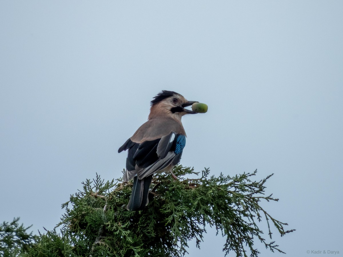 Eurasian Jay - ML643761867
