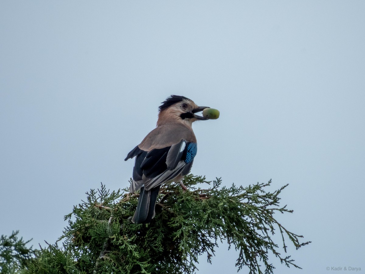 Eurasian Jay - ML643761868
