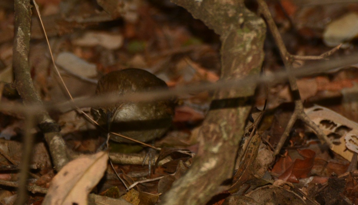 Terrestrial Brownbul - ML643761875