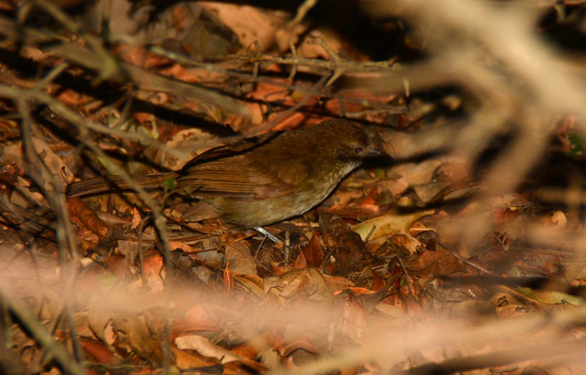 Terrestrial Brownbul - ML643761876