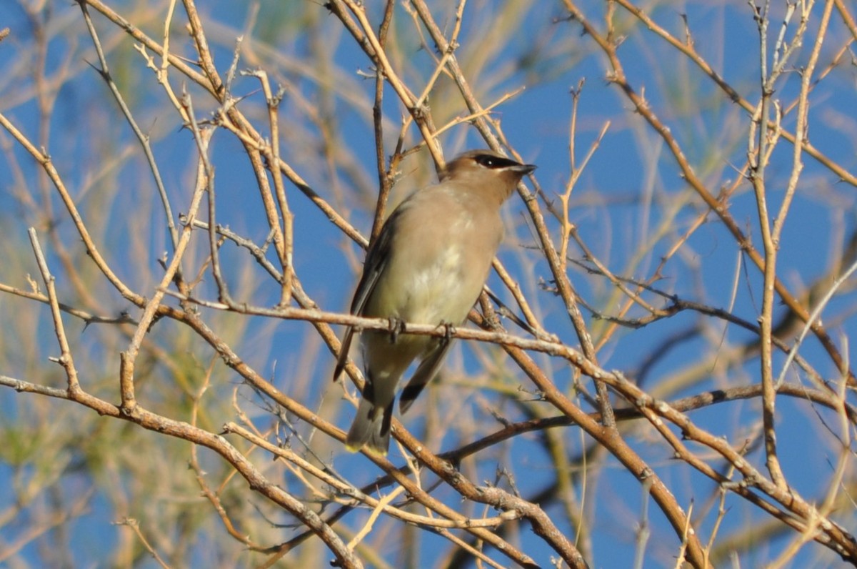 brkoslav americký - ML643761884