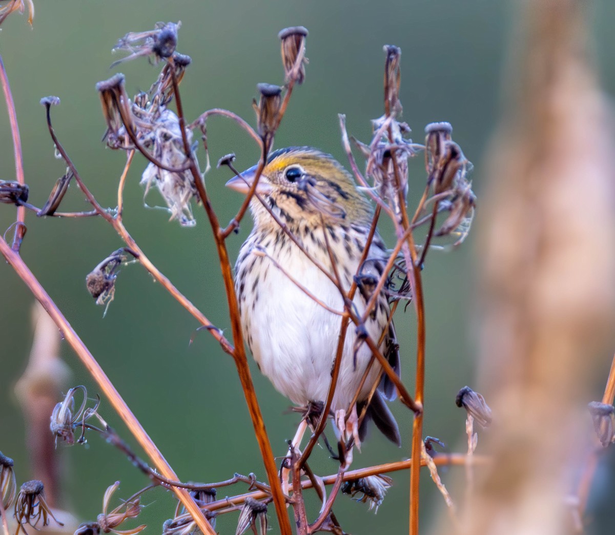 Henslow's Sparrow - ML643761890