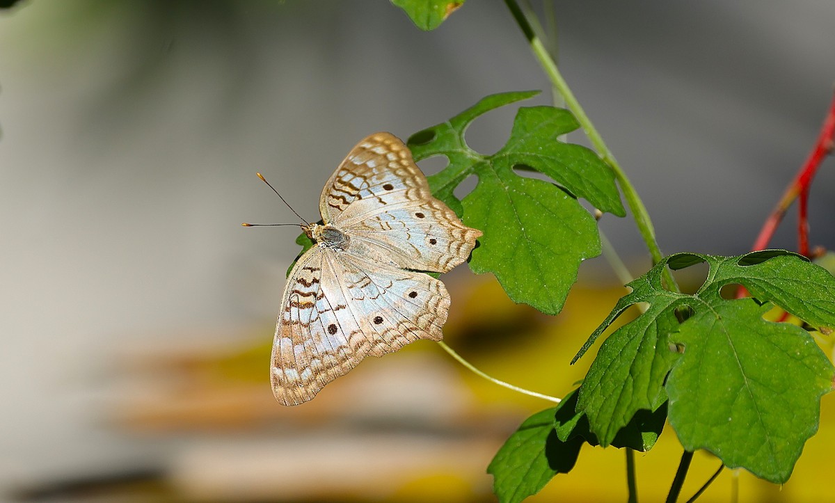 White Peacock - ML643761904