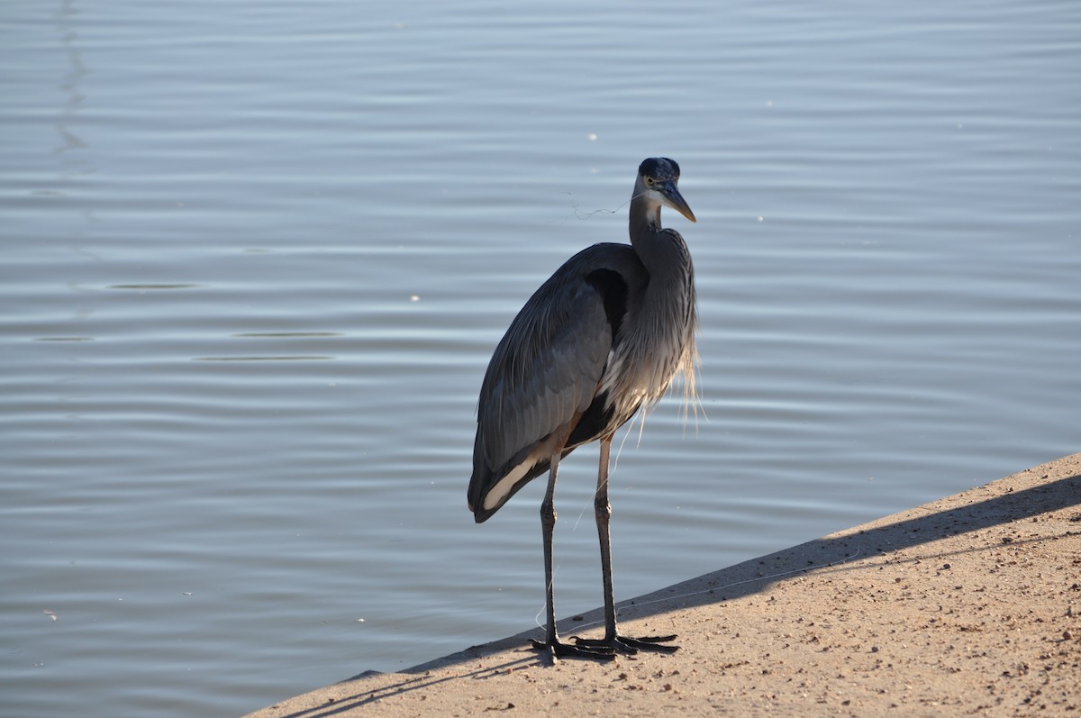 volavka velká - ML643761905