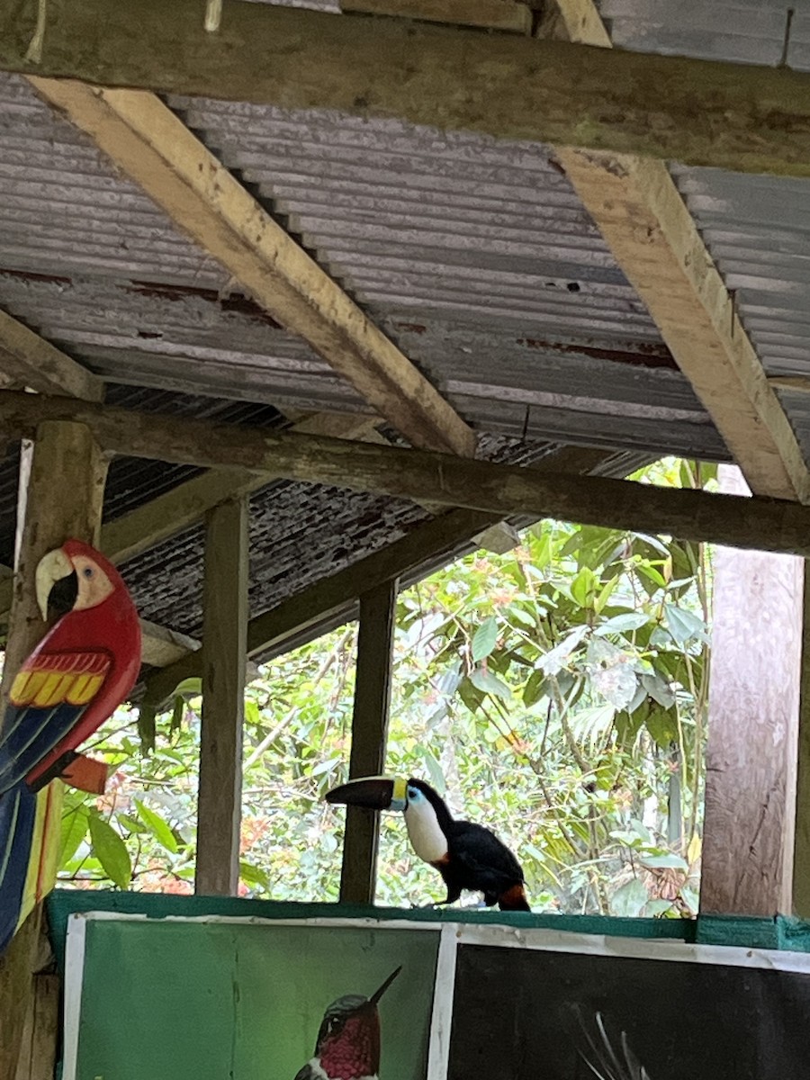 White-throated Toucan - ML643761908