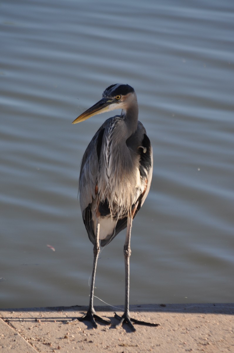 volavka velká - ML643761910