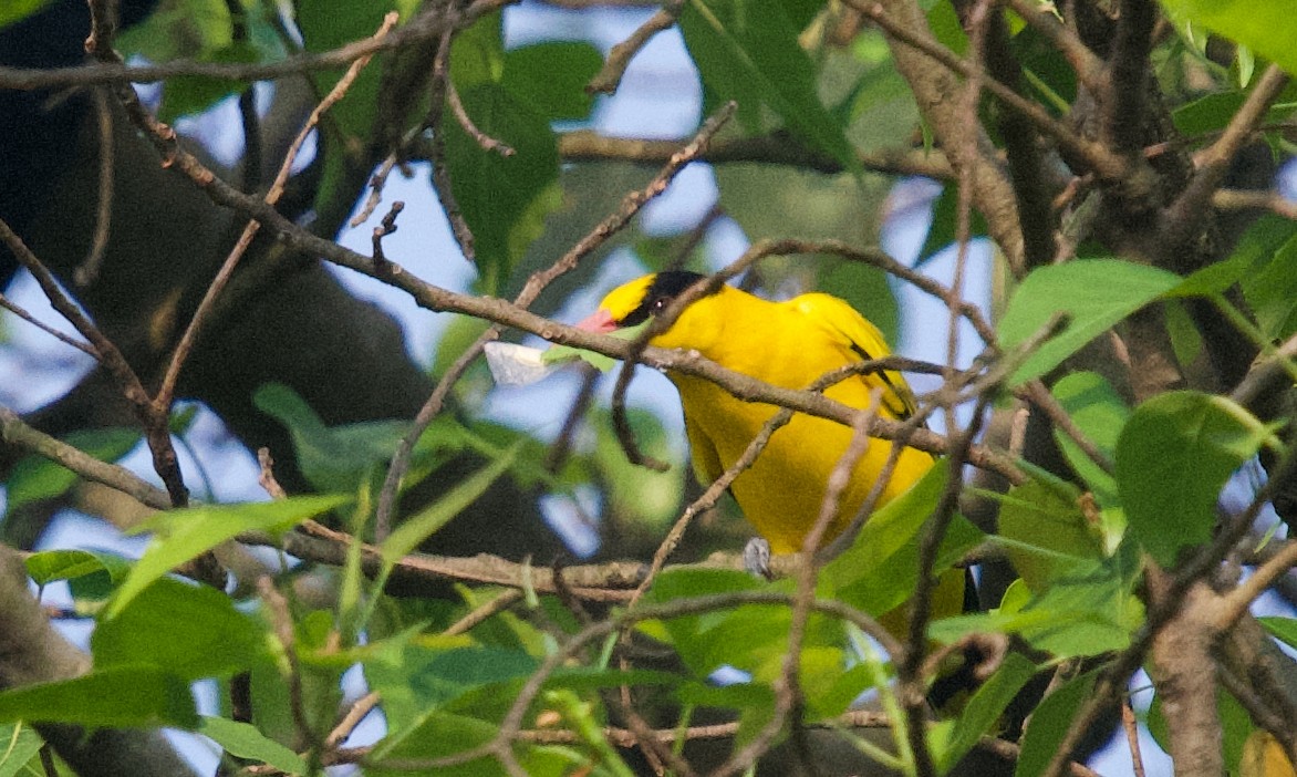 Black-naped Oriole - ML643761919