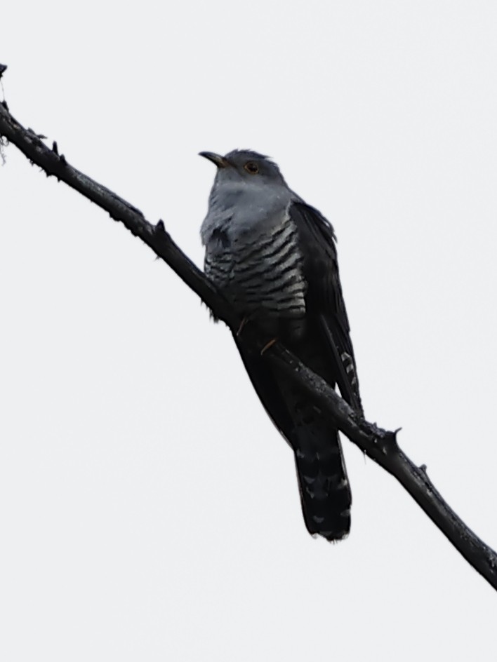 Himalayan Cuckoo - ML643761937