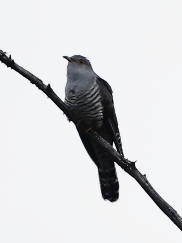 Himalayan Cuckoo - ML643761939