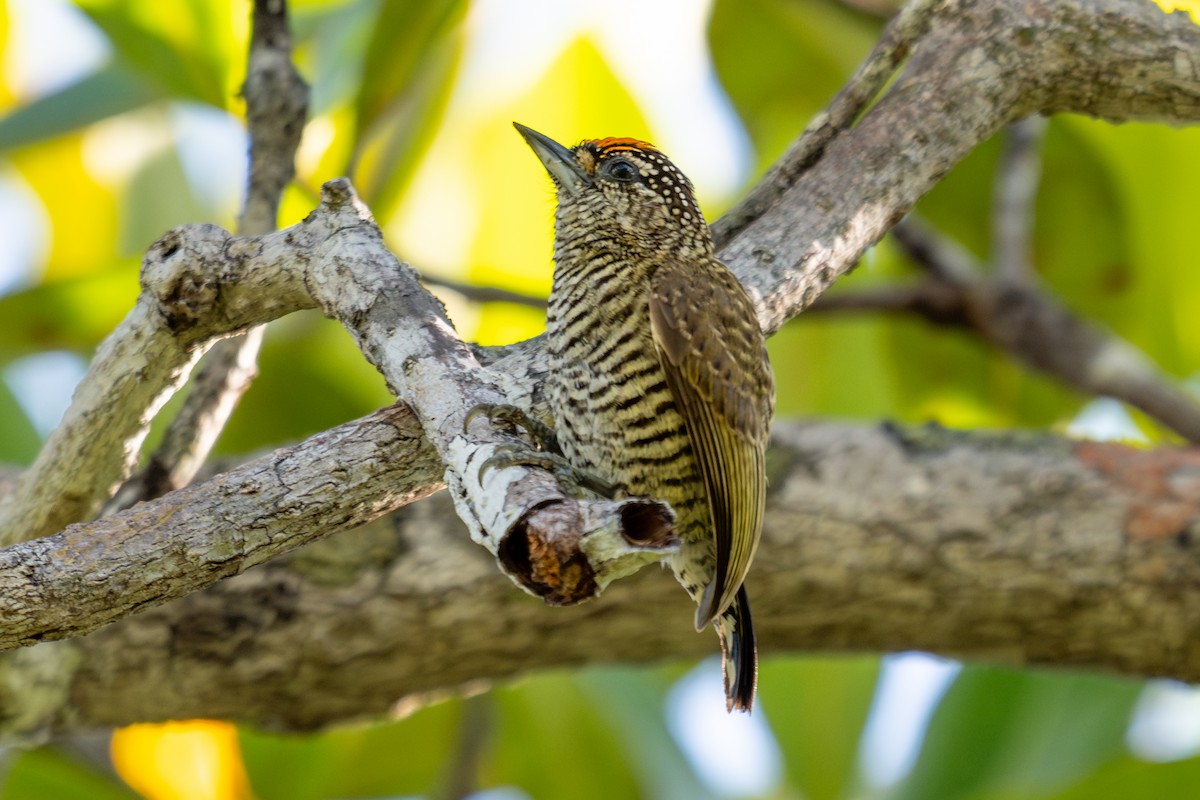 Golden-spangled Piculet - ML643761950