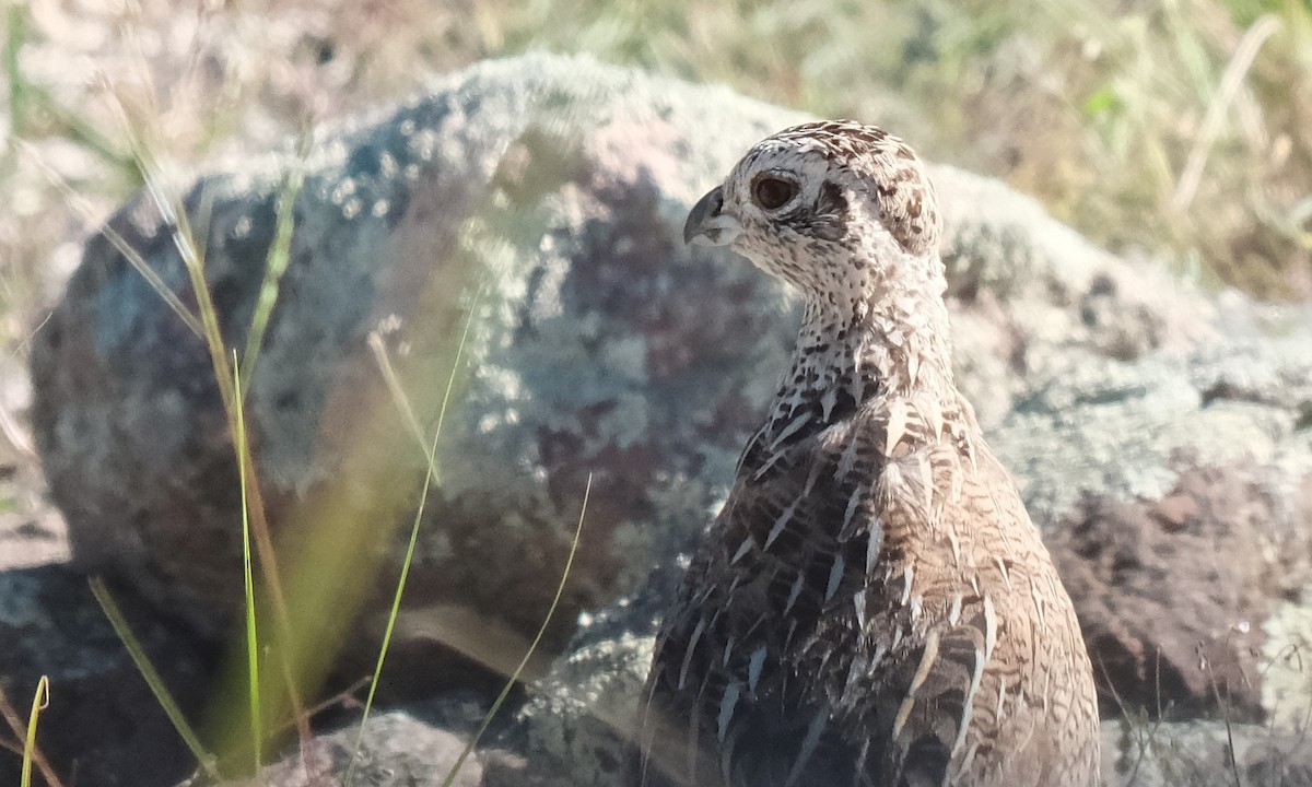Montezuma Quail - ML643761957