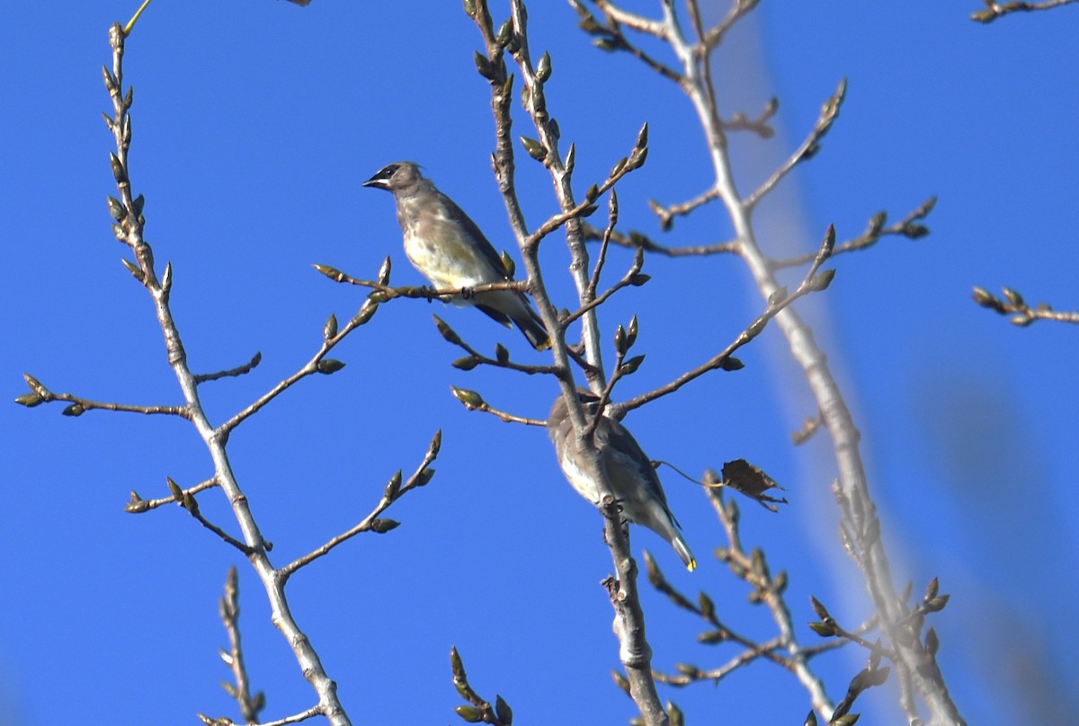 Cedar Waxwing - ML643761960
