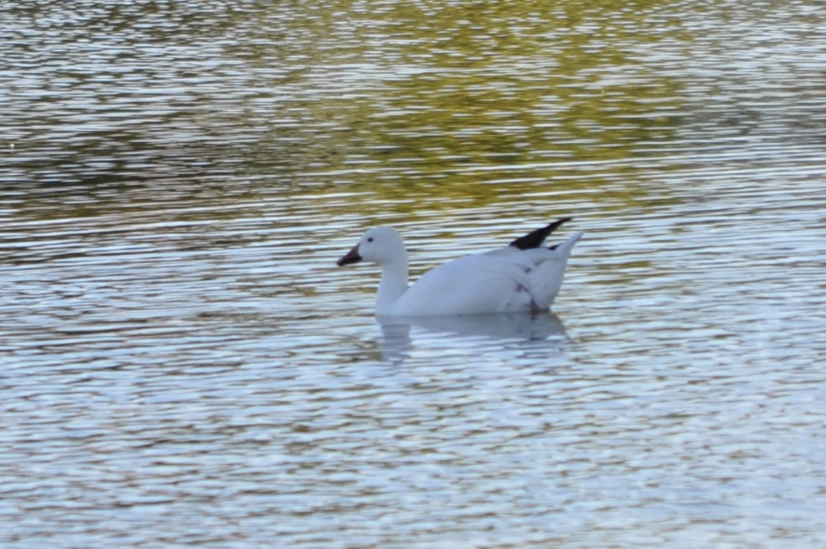 husa sněžní - ML643761961