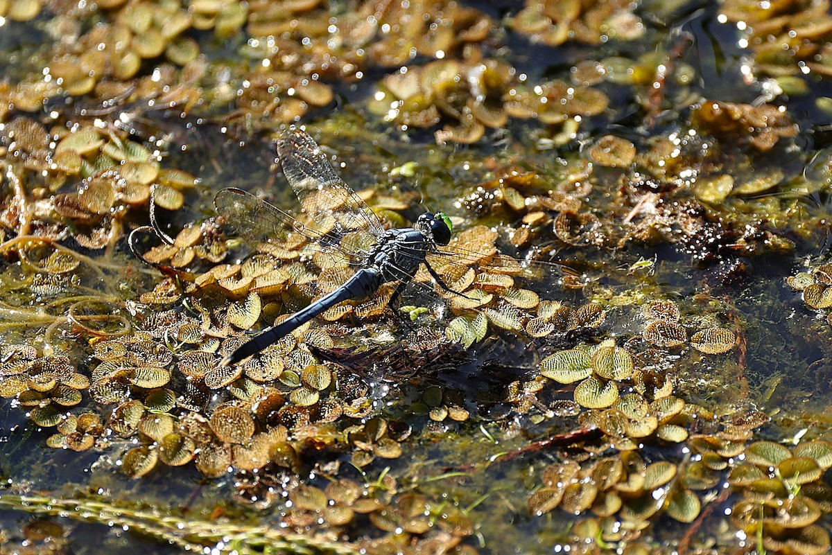 Eastern Pondhawk - ML643761975