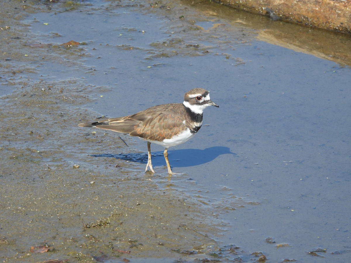 Killdeer - ML643761986
