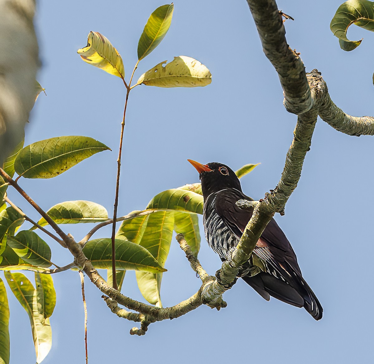Violet Cuckoo - ML643761992