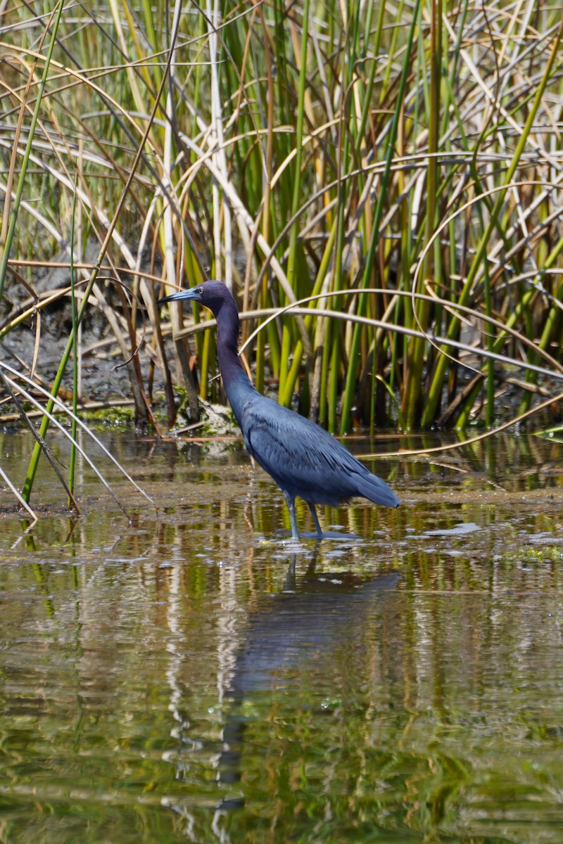 Little Blue Heron - ML643762004