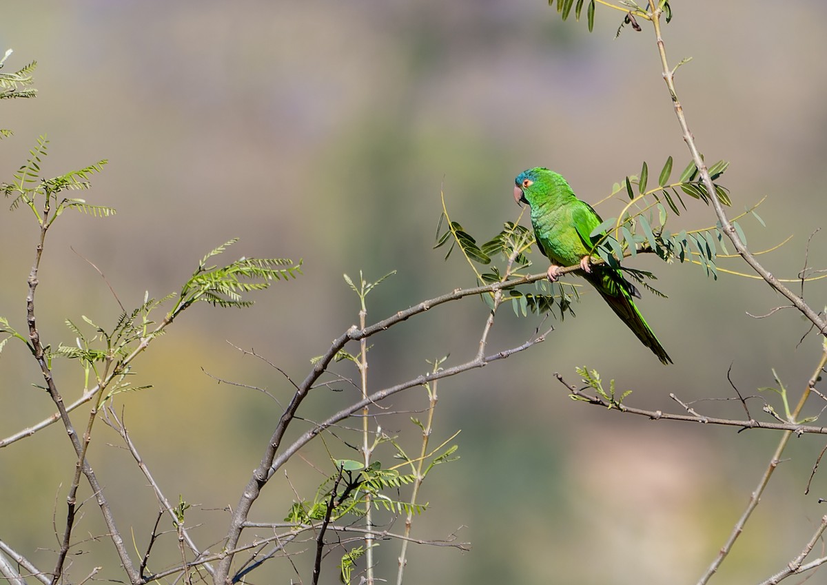 Blue-crowned Parakeet - ML643762021