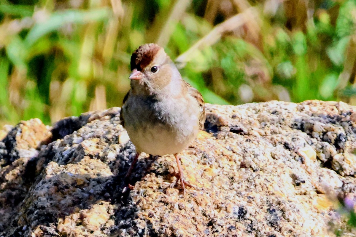 White-crowned Sparrow (Dark-lored) - ML643762044