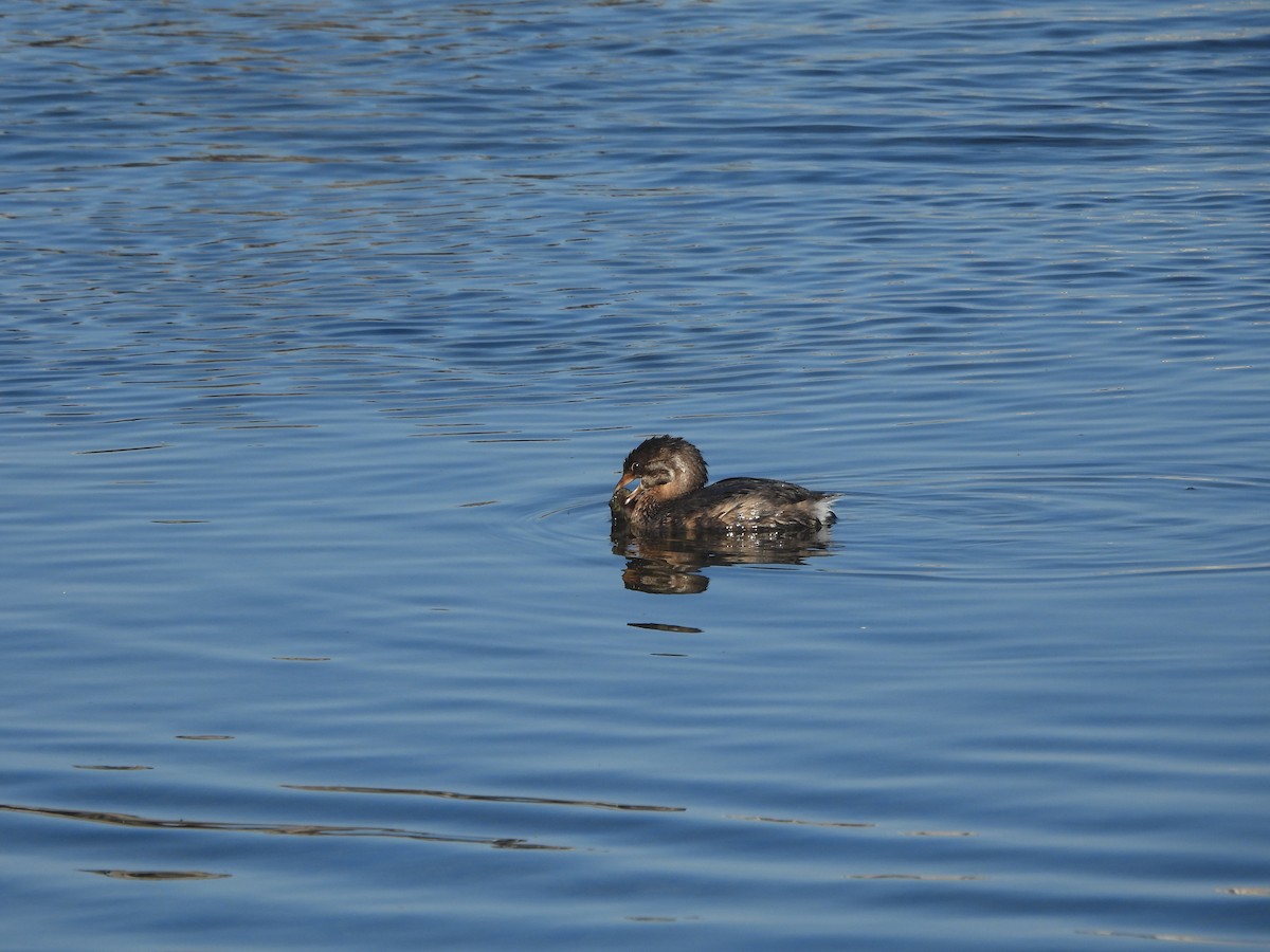 Pied-billed Grebe - ML643762046