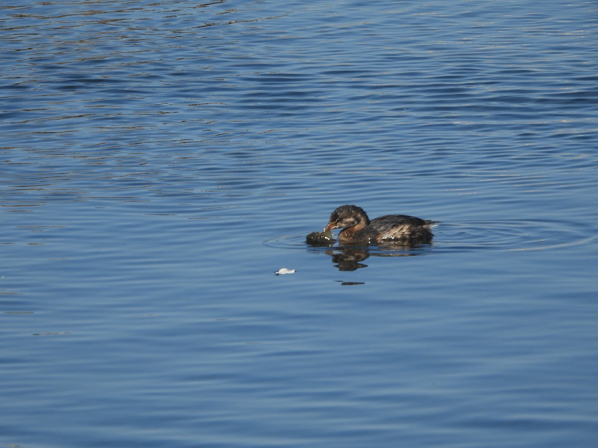 Pied-billed Grebe - ML643762051