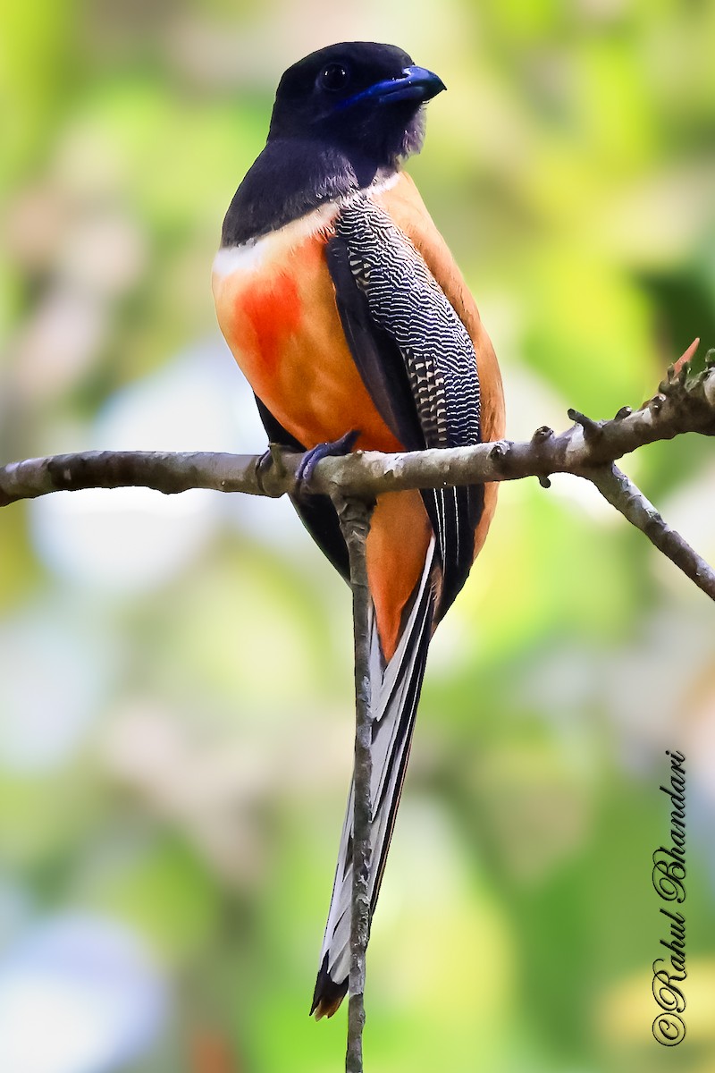 Malabar Trogon - ML643762052