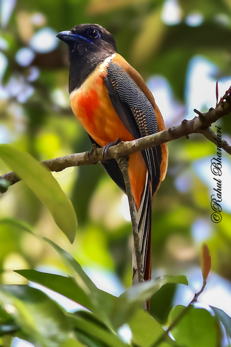 Malabar Trogon - ML643762053