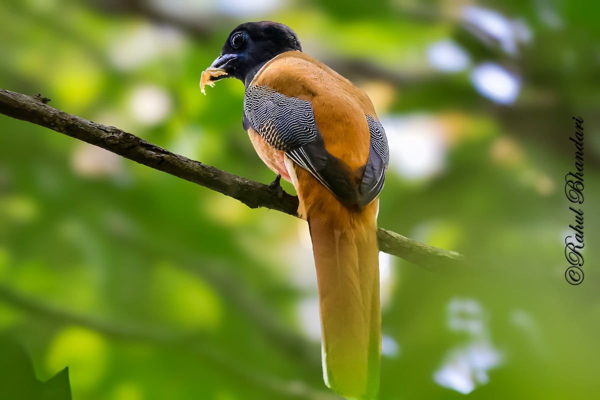 Malabar Trogon - ML643762054