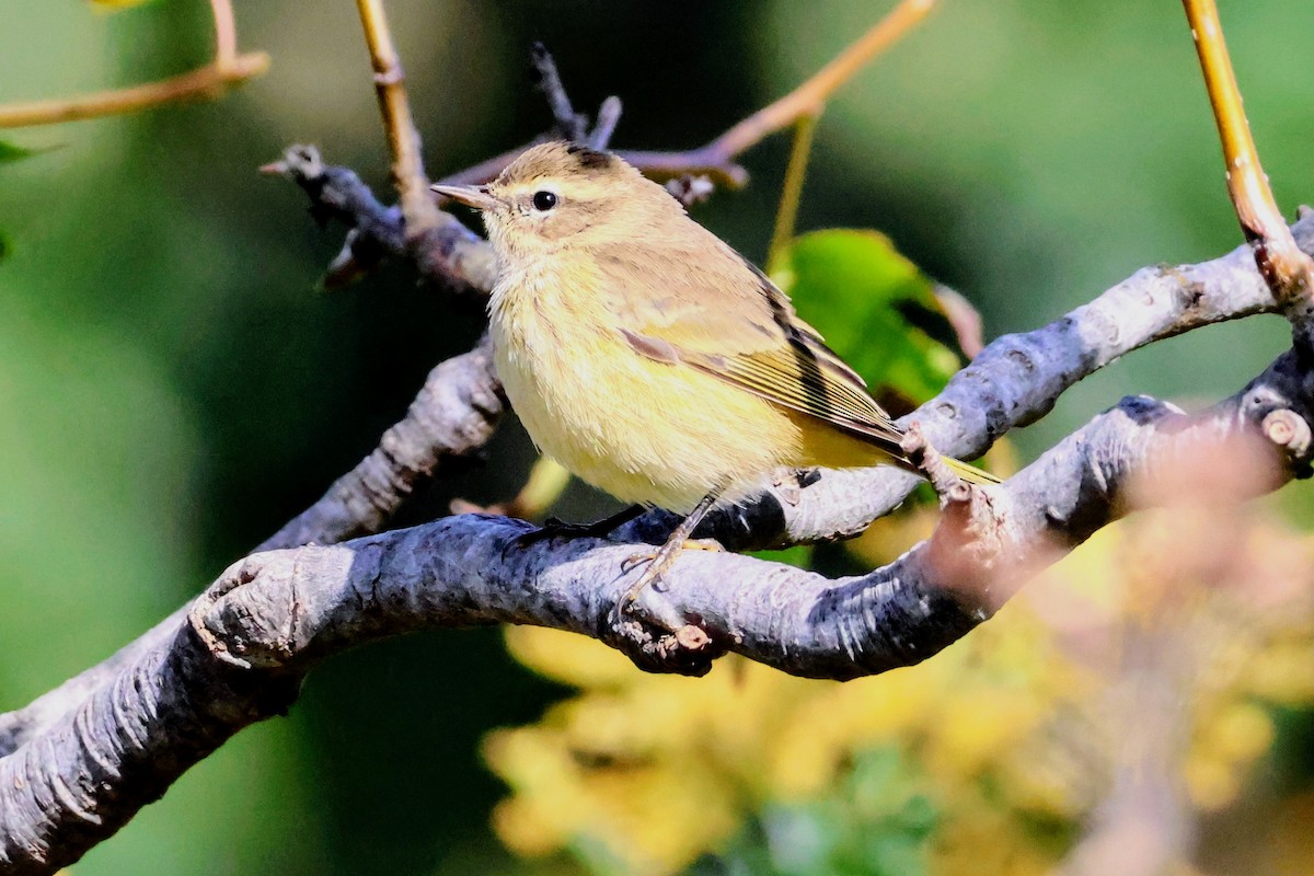 Palm Warbler - ML643762059