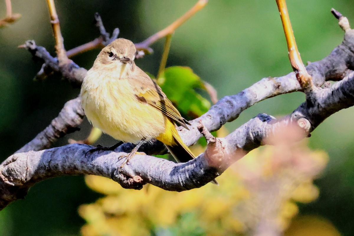 Palm Warbler - ML643762060