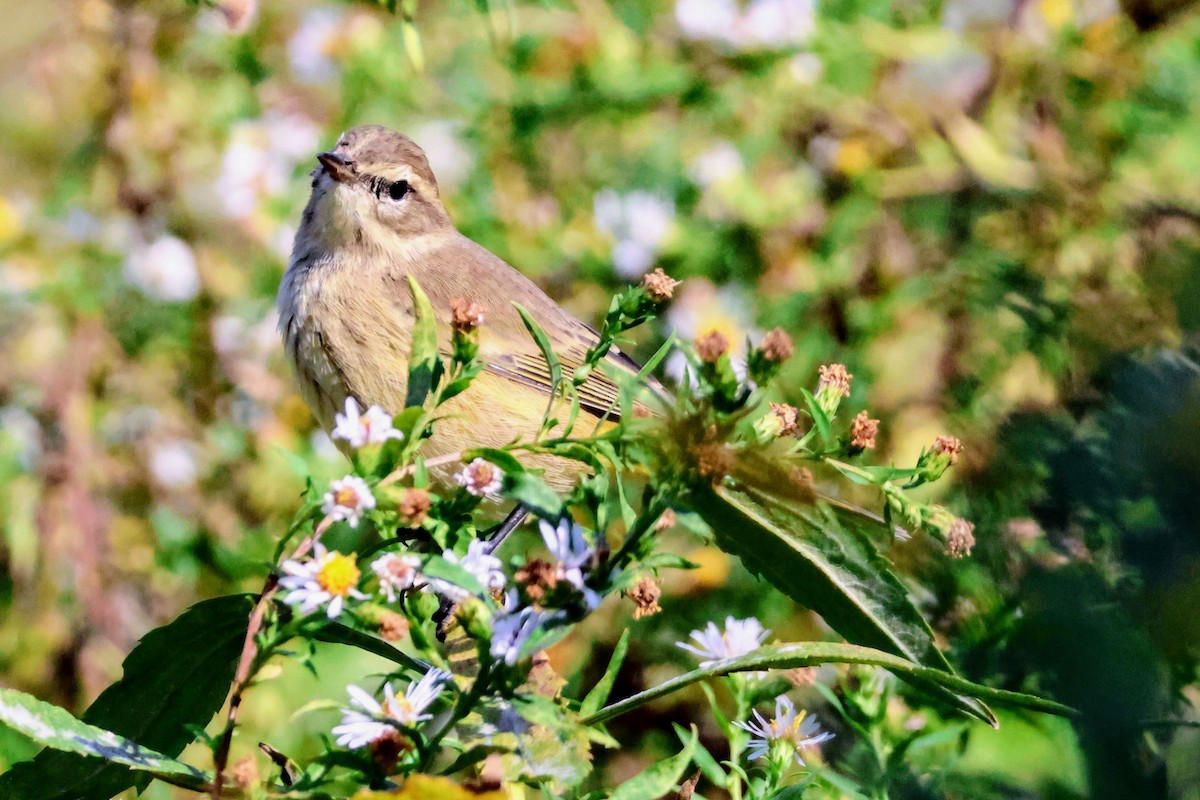 Palm Warbler - ML643762061