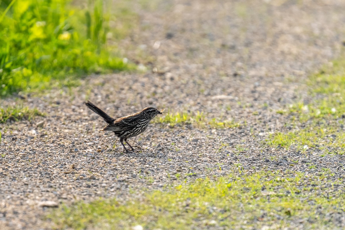 Red-winged Blackbird - ML643762079