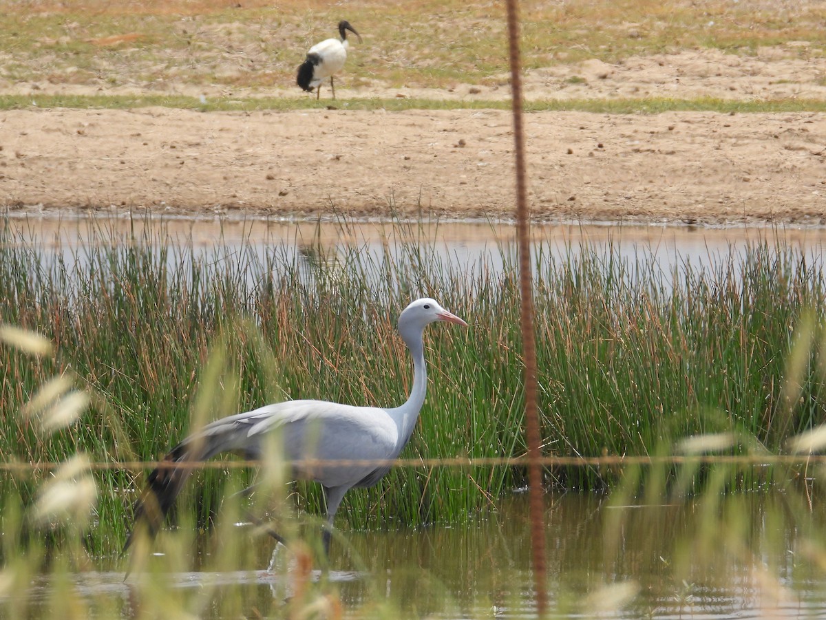 Blue Crane - ML643762083
