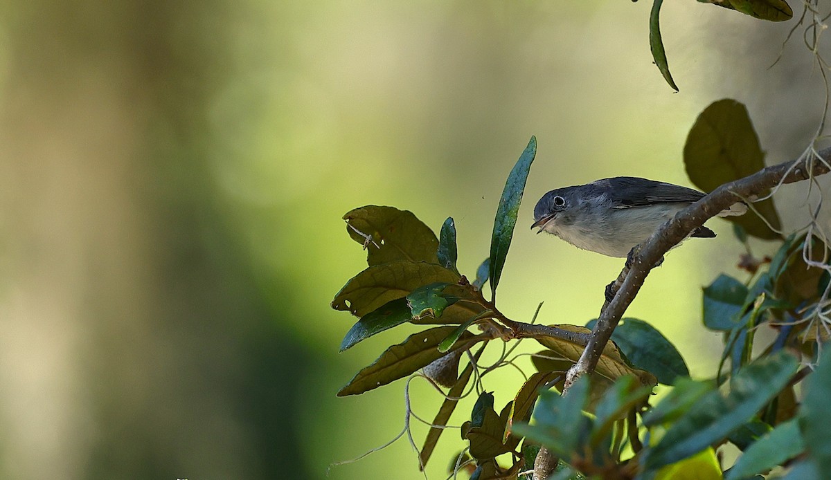Blue-gray Gnatcatcher - ML643762084