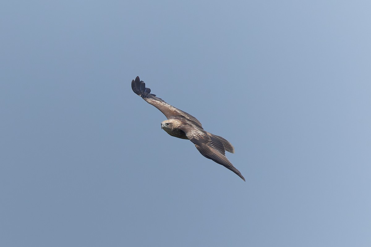 Brahminy Kite - ML643762085