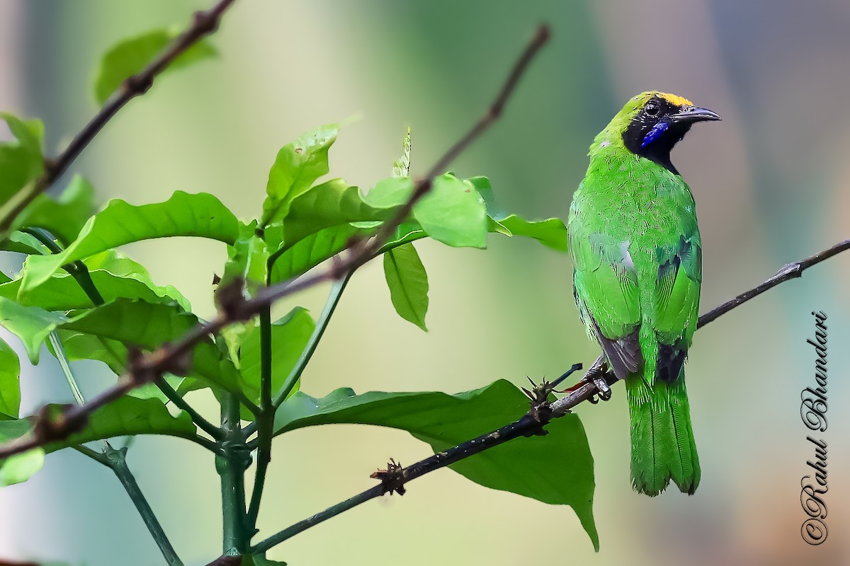 Verdin à front d'or - ML643762090