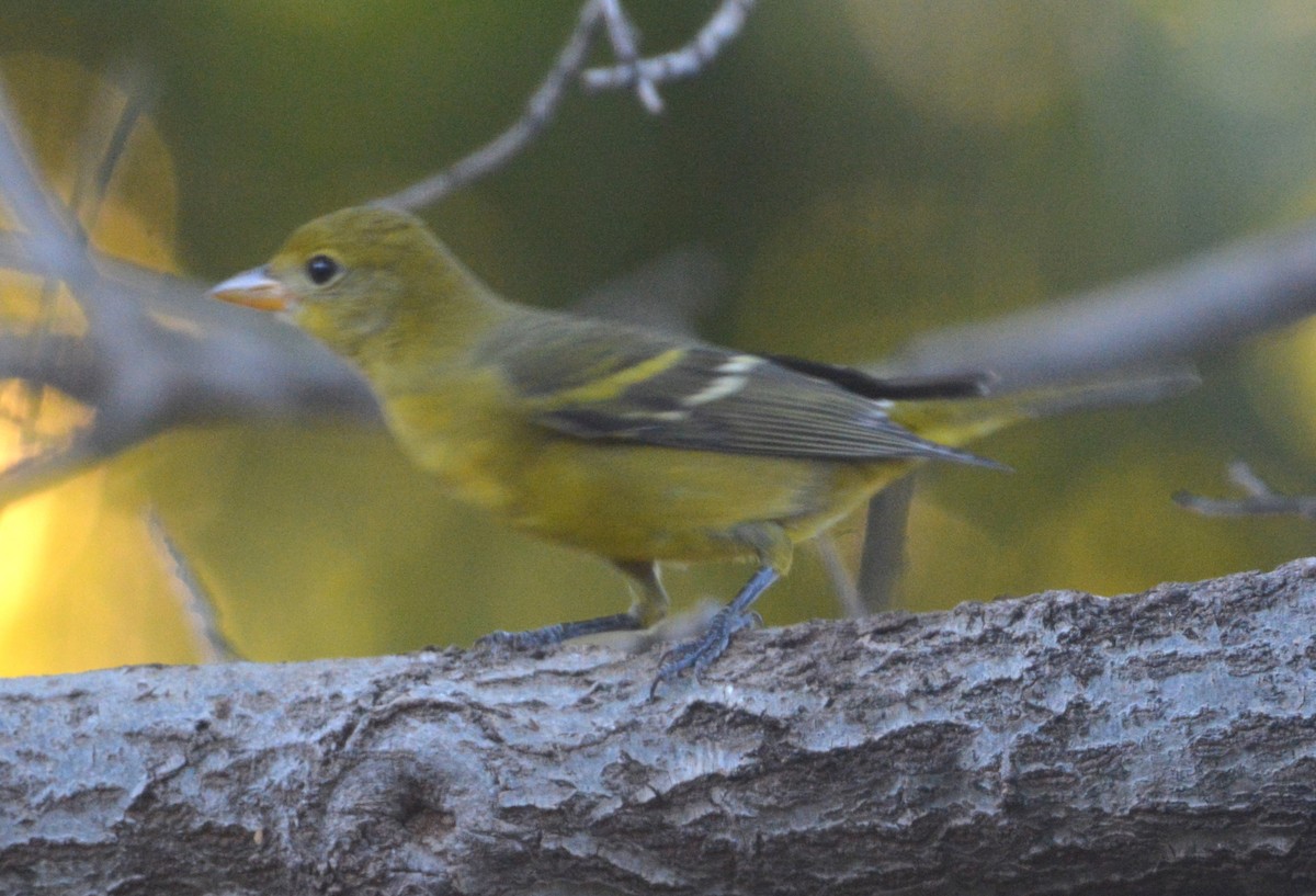 Western Tanager - ML643762092